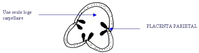 placenta pariétal.jpg