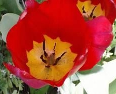 tulipe.jpg