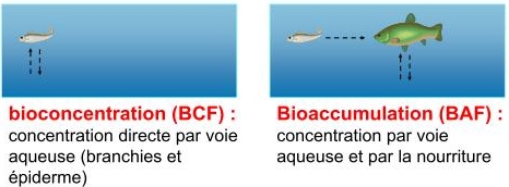bioaccumulation1.jpg