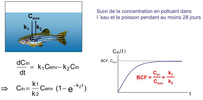 bioaccumulation2.jpg