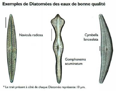 diatomeebonnequalite.jpg