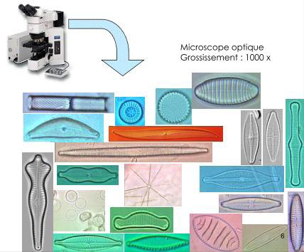 microscopie.jpg