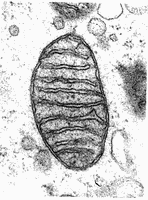 image MET d’une mitochondrie