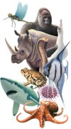 Animal-diversity-web.jpg