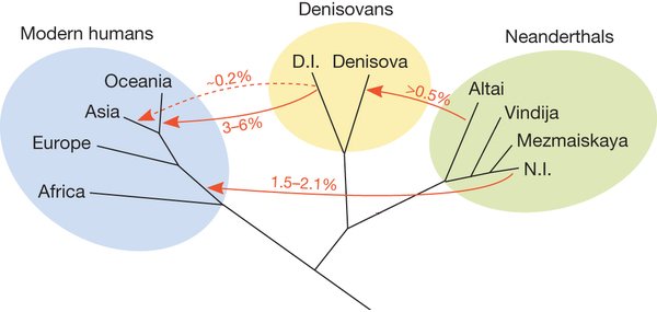 Apport génomes Néandertaliens et denisoviens-New.jpg
