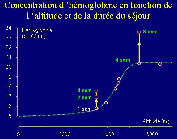 Concentration de l’hémoglobine.jpg