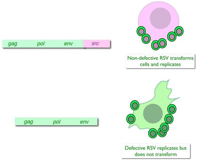 biochemical definition RSV-New.jpg