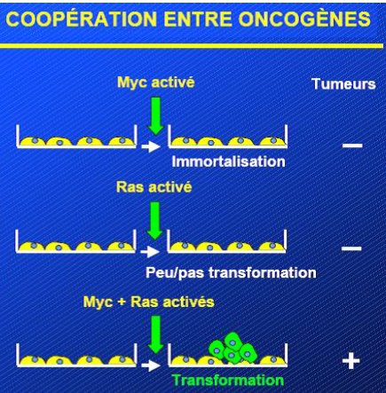 Coopération entre oncogènes - expérience.jpg