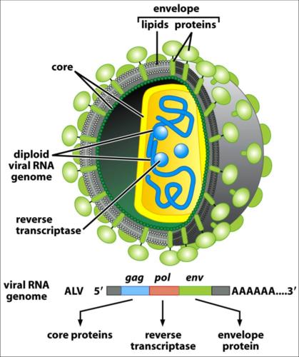 Structure virus.JPG