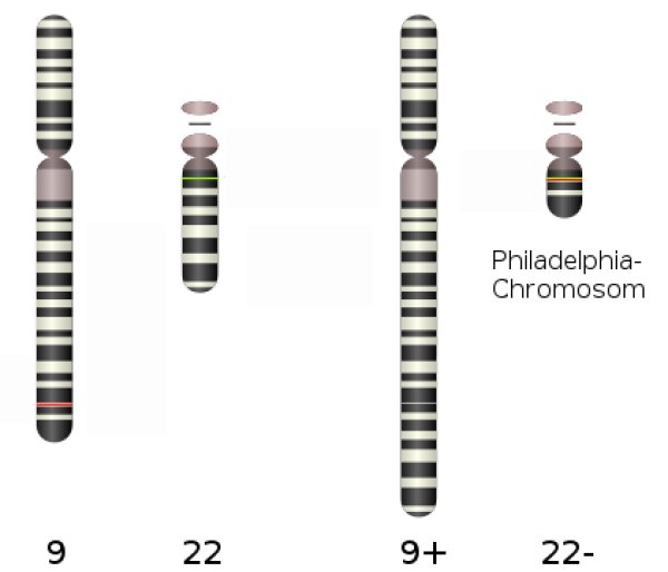 Chromosomes 9 et 22.jpg
