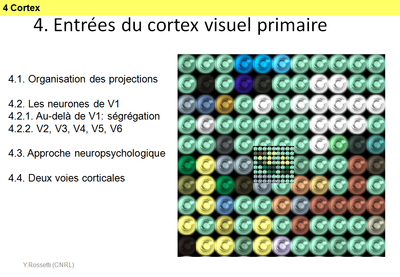 Dia054_cortex visuel