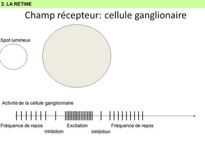 Dia029_cellule ganglionaire