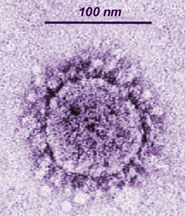 beau coronavirus.jpg