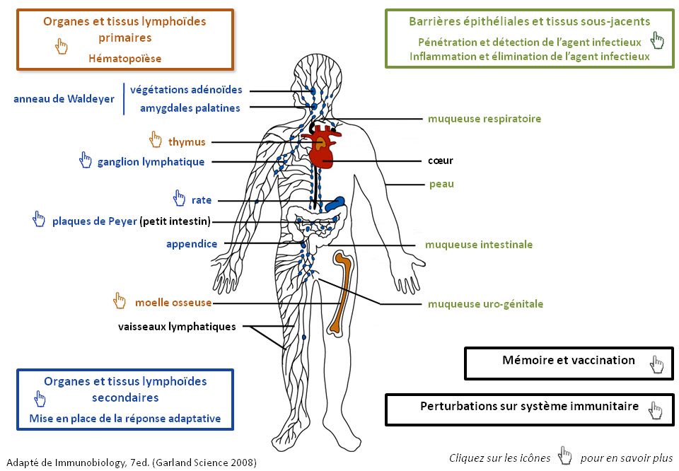 Immunité Et Vaccination — Site Des Ressources D'ACCES Pour Enseigner La ...