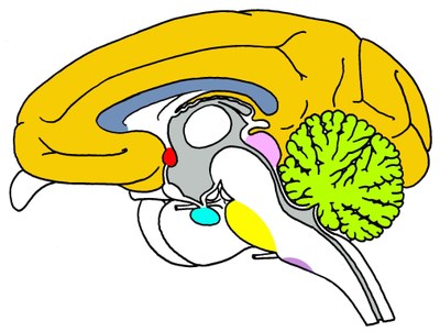 Singe : Macaque rhésus - Coupe sagittale médiane, ventricules colorisés