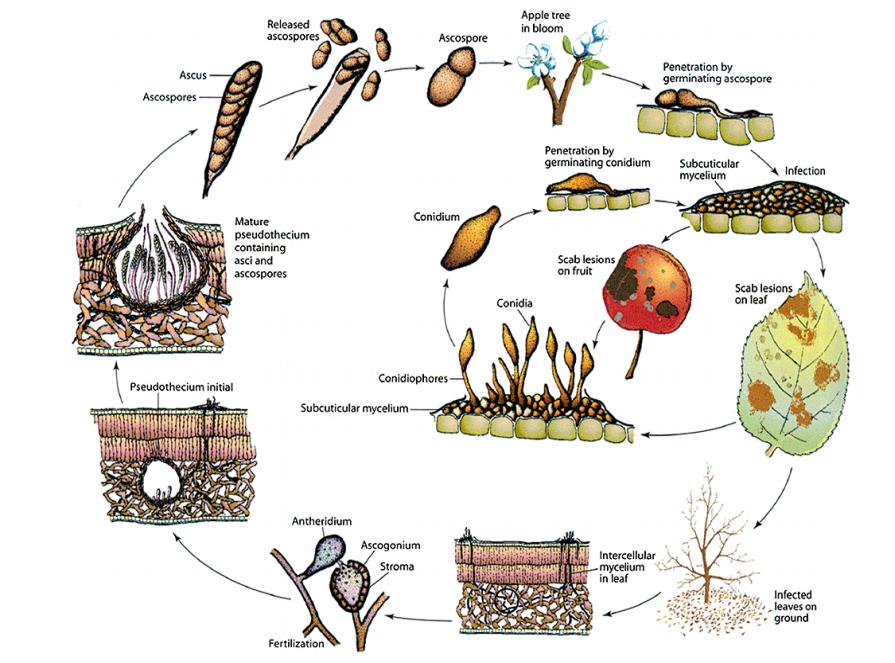 Mieux connaitre le pouvoir pathogène des champignons