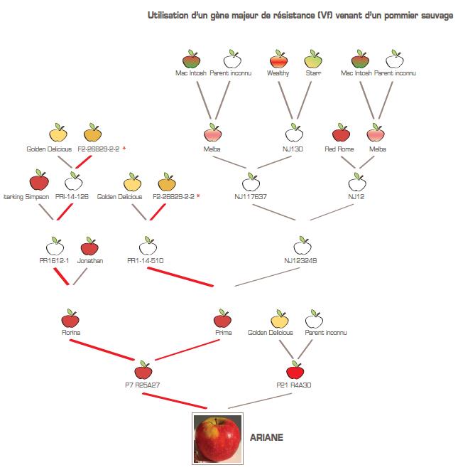 Un exemple de pomme sélectionnée: Ariane