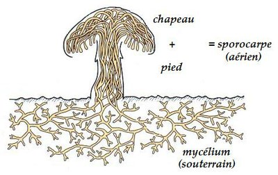 Mycélium et sporocarpe