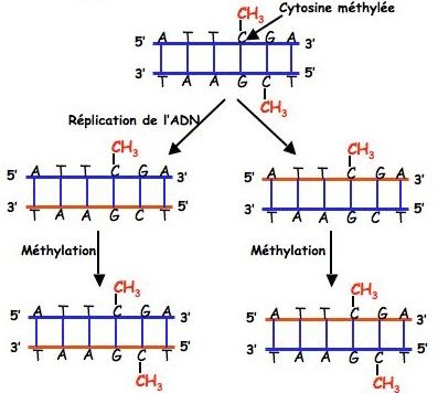 Méthylation réplication.jpg