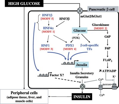 Action Glucose par PDX1.jpg