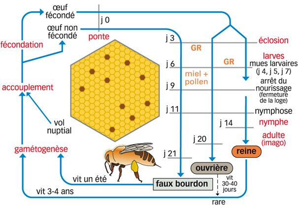 De l'abeille à la ruche 2e partie – UPA