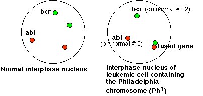 Interphase -ABL-BCR.jpg