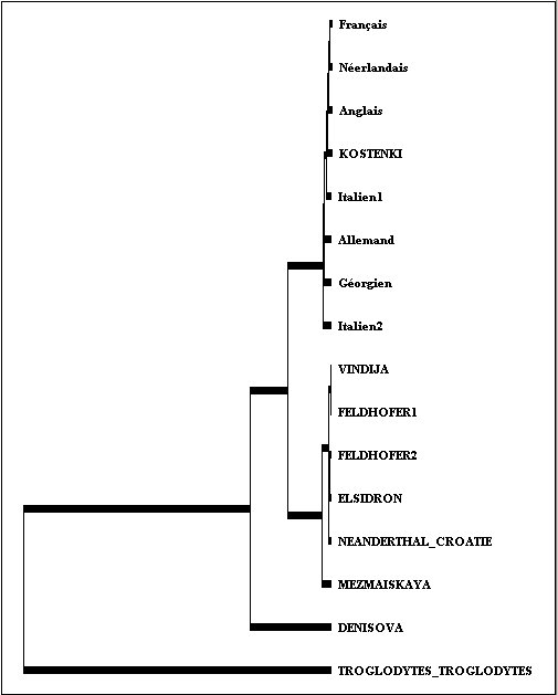 Arbre-Primates-mtDNA.jpg