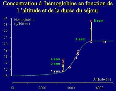 Concentration de l'hémoglobine.jpg