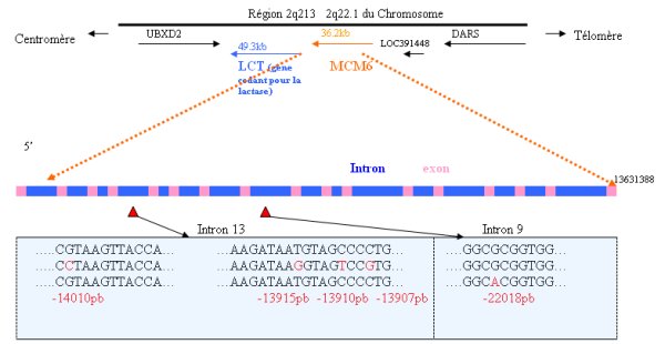 Mutation-MCM6.jpg