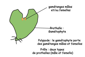 2gametophyte_polypode_prele.jpg