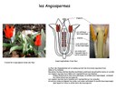 Sporophyte Angiosperme
