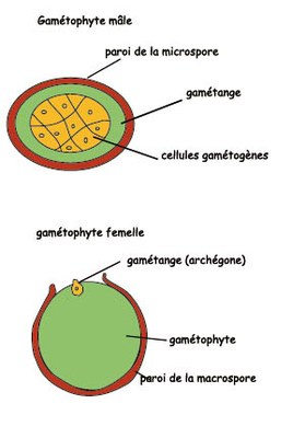 gametophytes_sellaginella.jpg