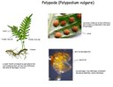 Sporophyte Polypode