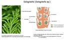 Sporophyte Selaginelle