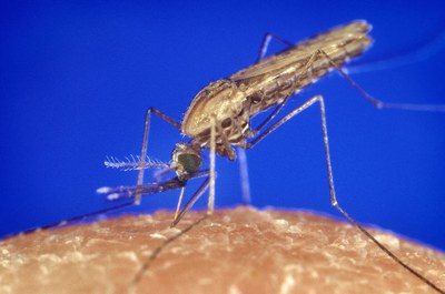 anopheles gambiae mosquito feeding 1354.p lores