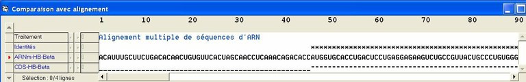 cds-ARNm-Début.jpg