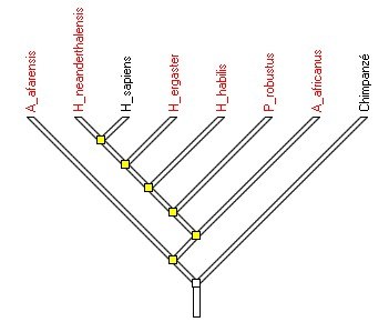 hominines-arbre-ref.jpg