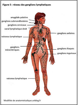 Les ganglions lymphatiques