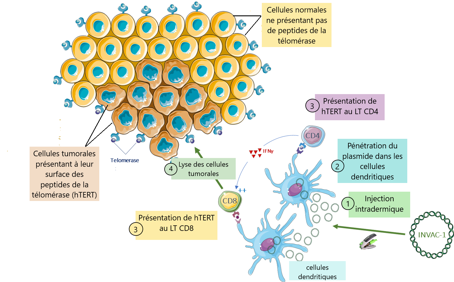 Les lymphocytes NK - Réalités thérapeutiques en Dermato-Vénérologie