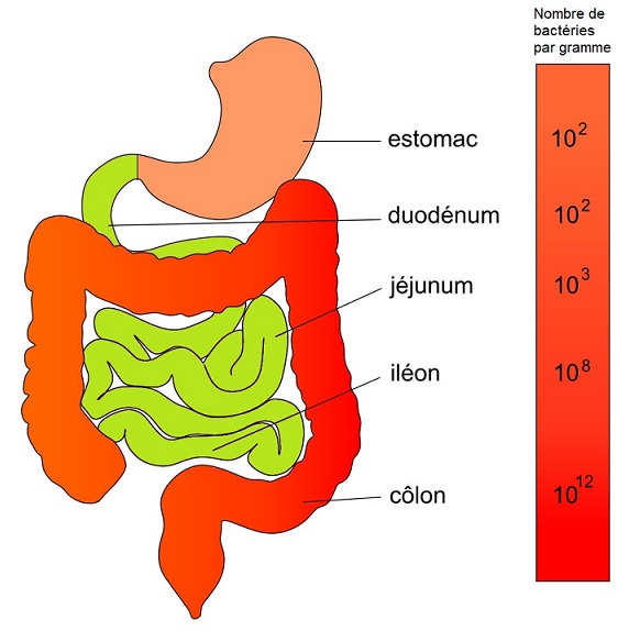 densité microbiote tractus digestif 