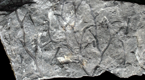 zosterophyllum fossile.gif