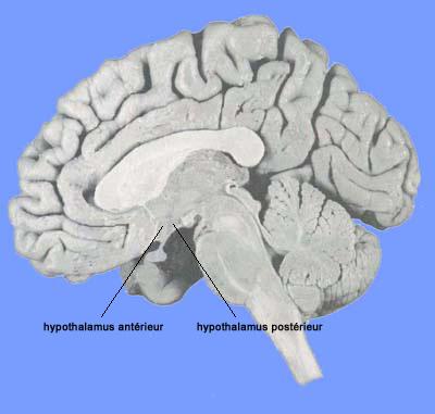 Localisation de l' hypothalamus antérieur et postérieur