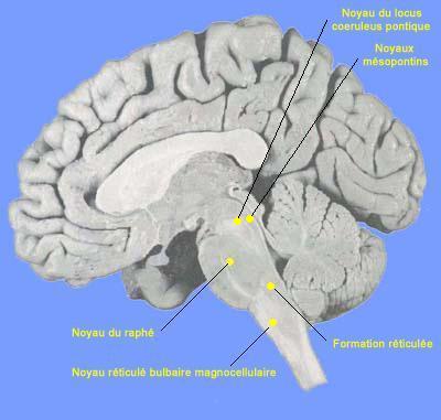 Localisation des noyaux du système du tronc cérébral