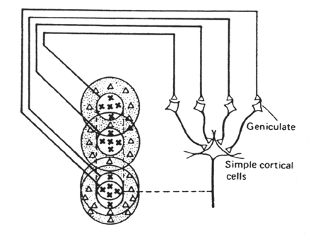 Interprétation intégrative du champ récepteur d'une cellule simple