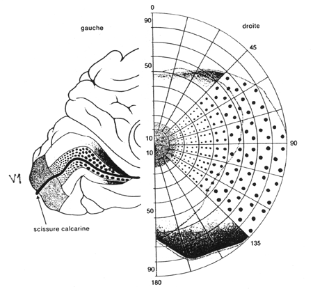 Croquis représentant la face interne de l'hémisphère gauche et la projection du champ visuel droit sur l'aire V1gauche