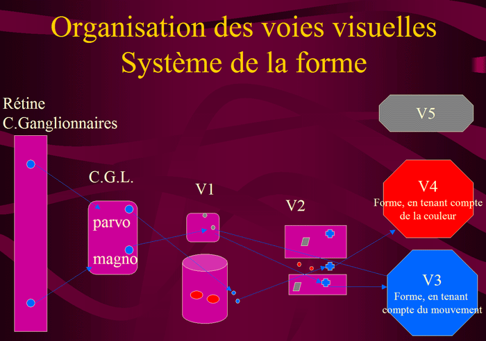 SYSTEME DE LA FORME: l'un des deux systèmes sensibles aux formes tient compte de la couleur, mais l'autre y est insensible; le premier, dans l'aire V4, reçoit ses informations des couches parvocellulaires du corps genouillé latéral, à travers les espaces intert-aches de V1 et les espaces inter-bandes de V2, le second système, dans l'aire V3, détecte plus spécifiquement les formes des objets en mouvements, ses signaux proviennent des couches magnocellulaires du corps genouillé latéral, à travers la couche 4B de l'aire V1 puis l'aire V3, soit directement, soit à travers les bandes larges de V2.