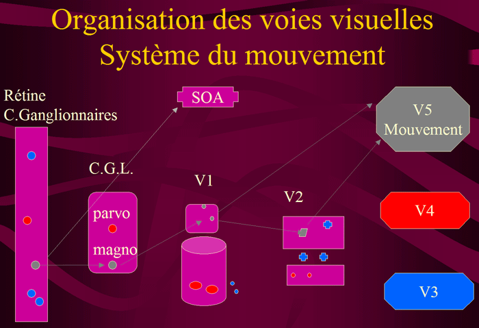 SYSTEME DU MOUVEMENT:L'aire V5 est la région principale d'anamlyse du mouvement des aires préstriées, elle reçoit ses signaux de la rétine, via les couches magnocellulaires du corps genouillé latéral et la couche 4B de l'aire V1, de cette dernière, les signaux sont projettés vers l'aire V5, à la fois directement et par les bandes larges de V2. Une partie des informations relatives au mouvement part de la rétine vers le système optique accessoire.