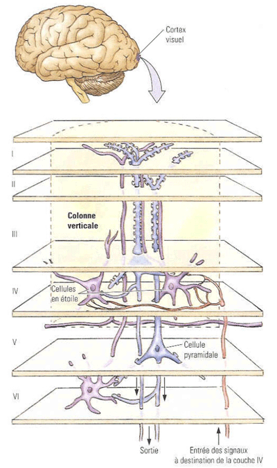 Représentation des différentes types cellulaires des couches de l'aire V1