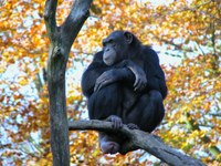 chimpanzé commun