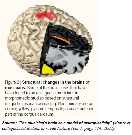 Structural changes in the brains of musicians